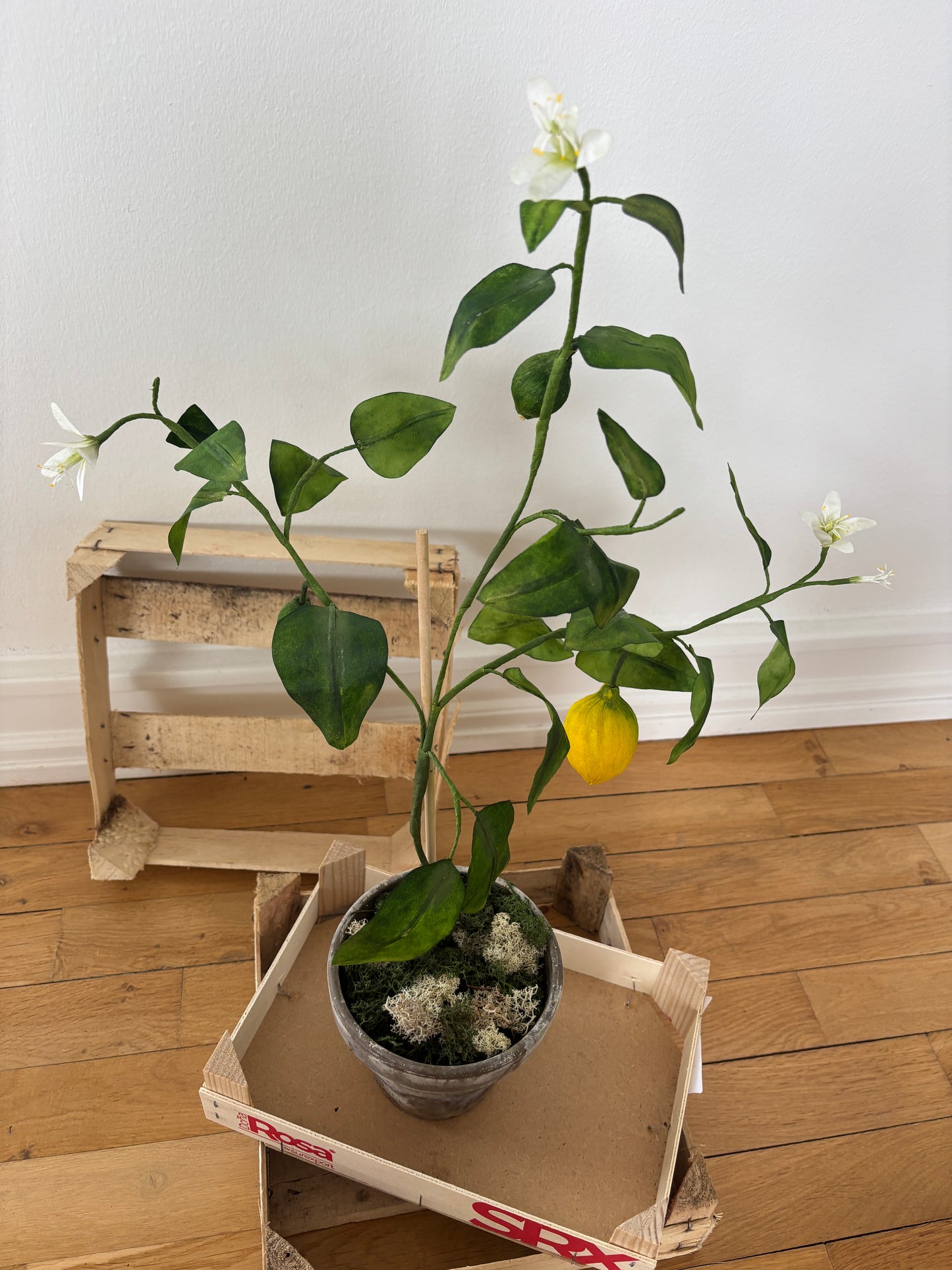 Citrontræ