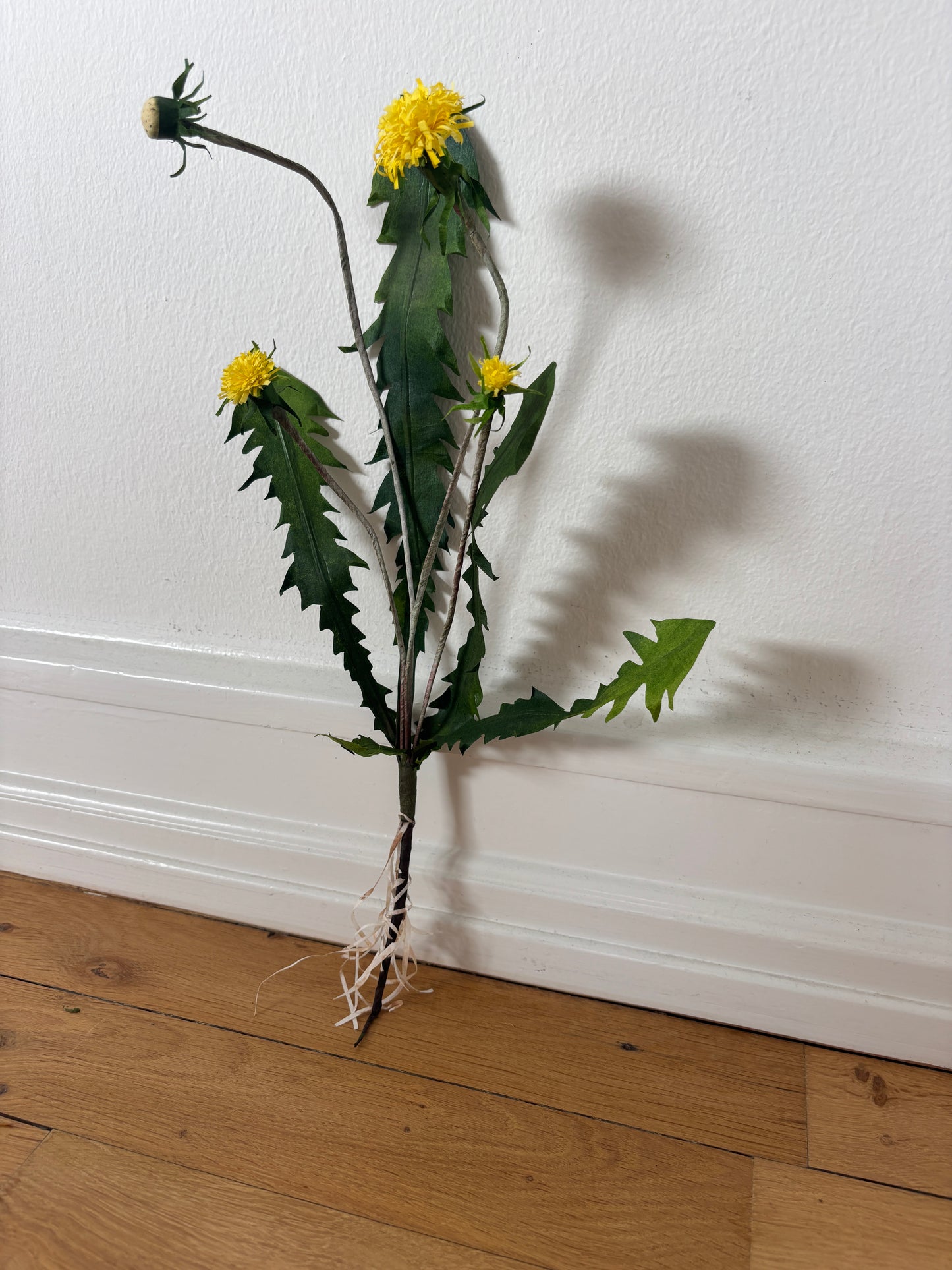 Mælkebøtte