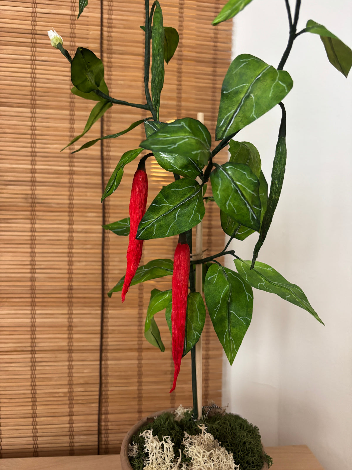 Chiliplante