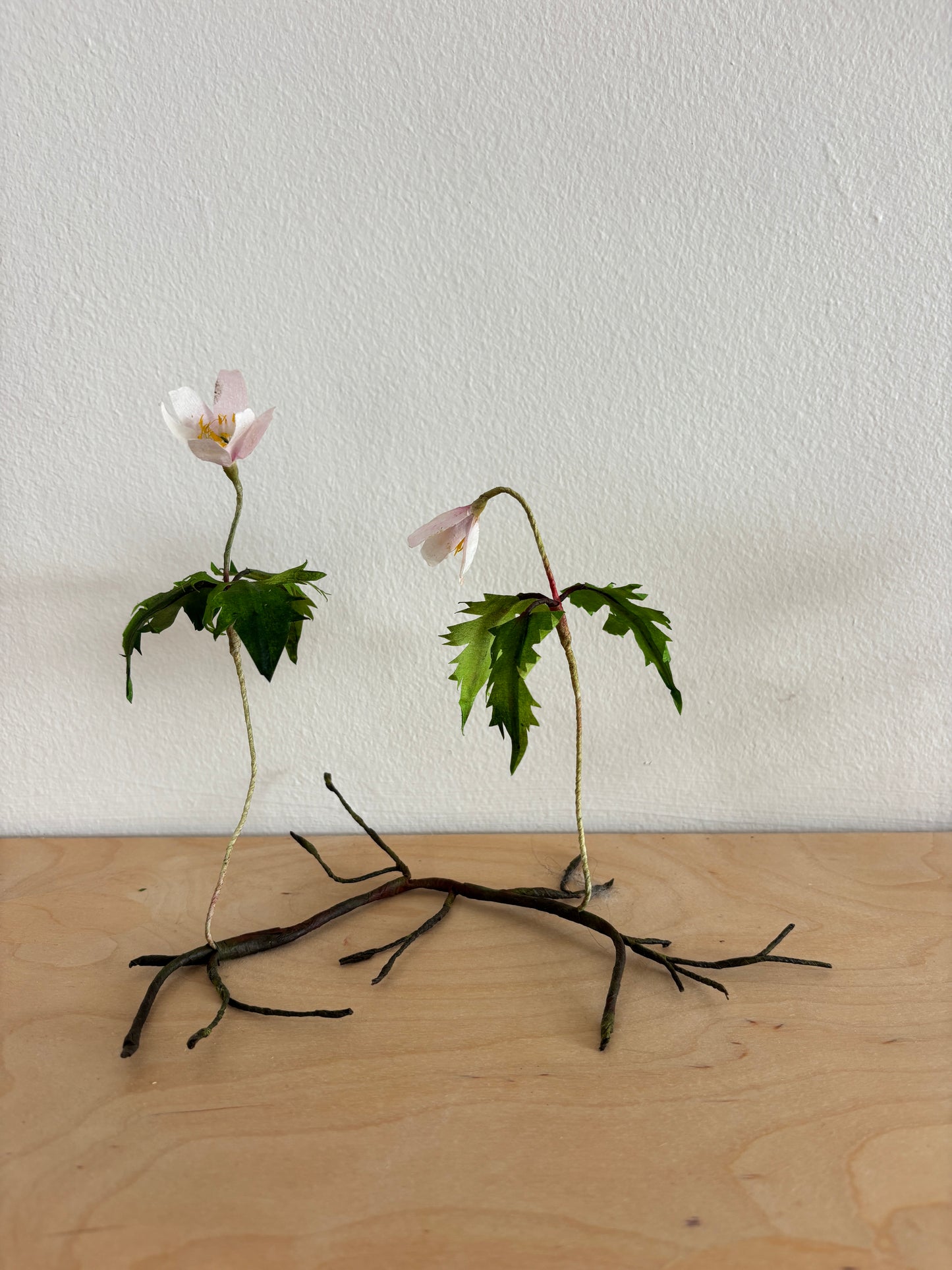 Anemone