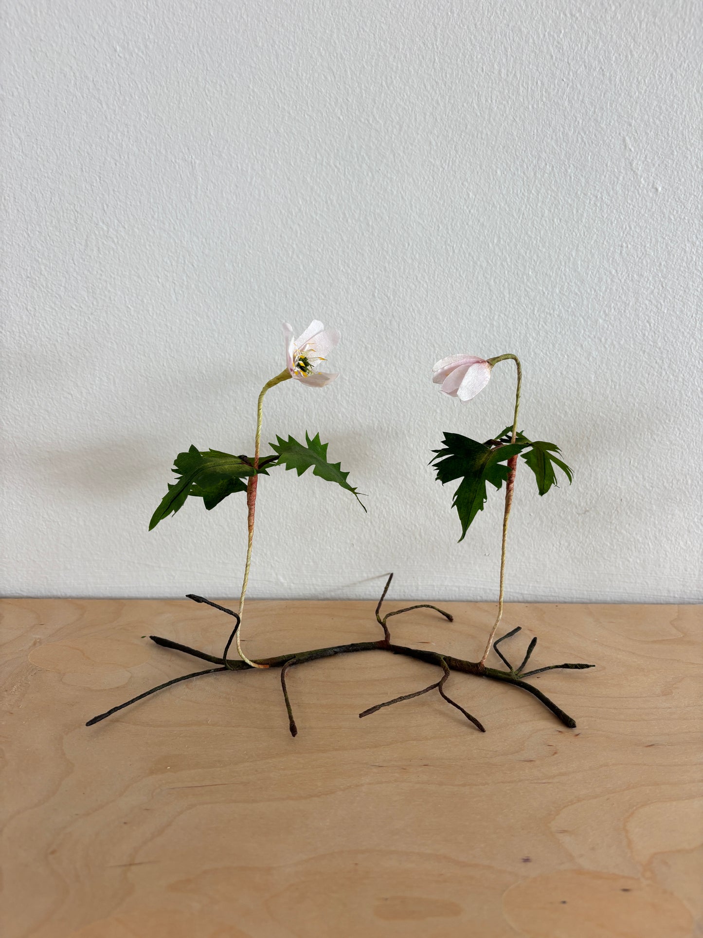 Anemone