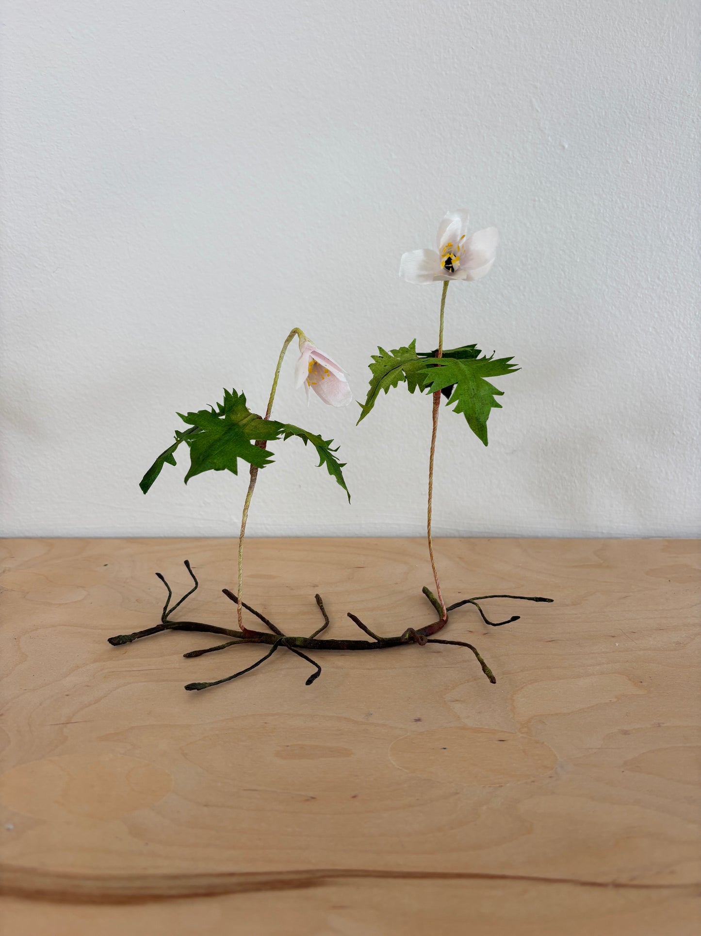 Anemone