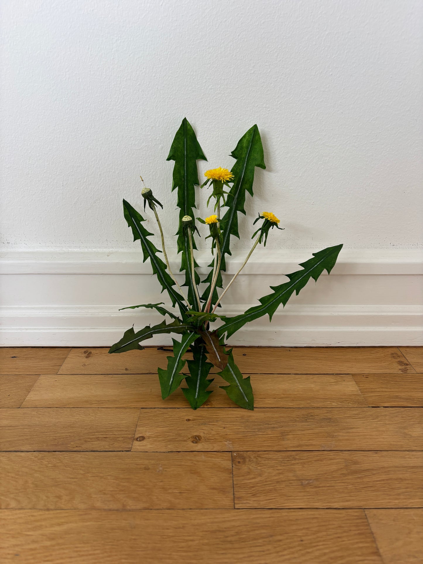 Mælkebøtte