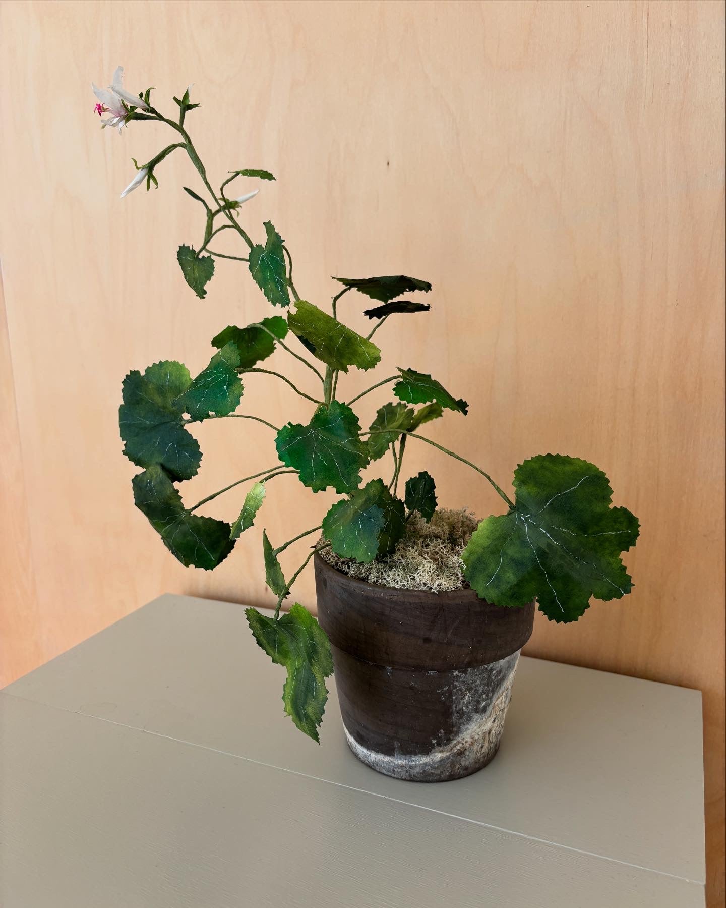 Pelagonie