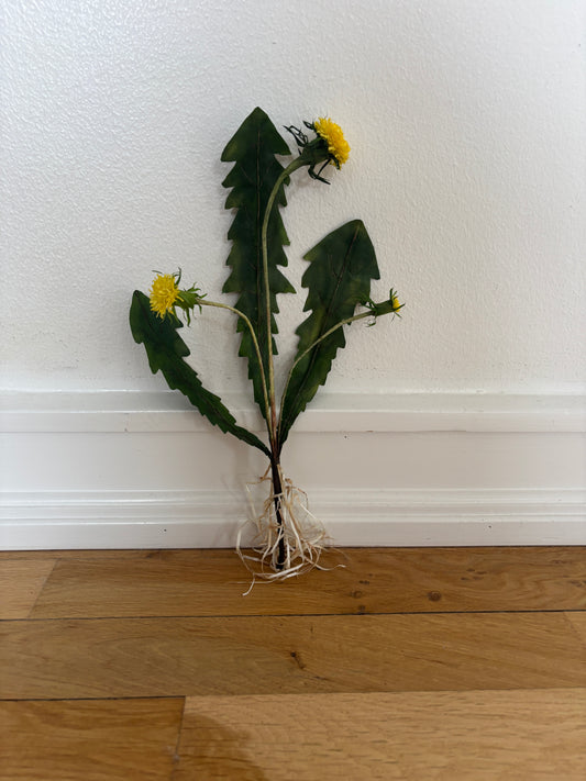 Mælkebøtte