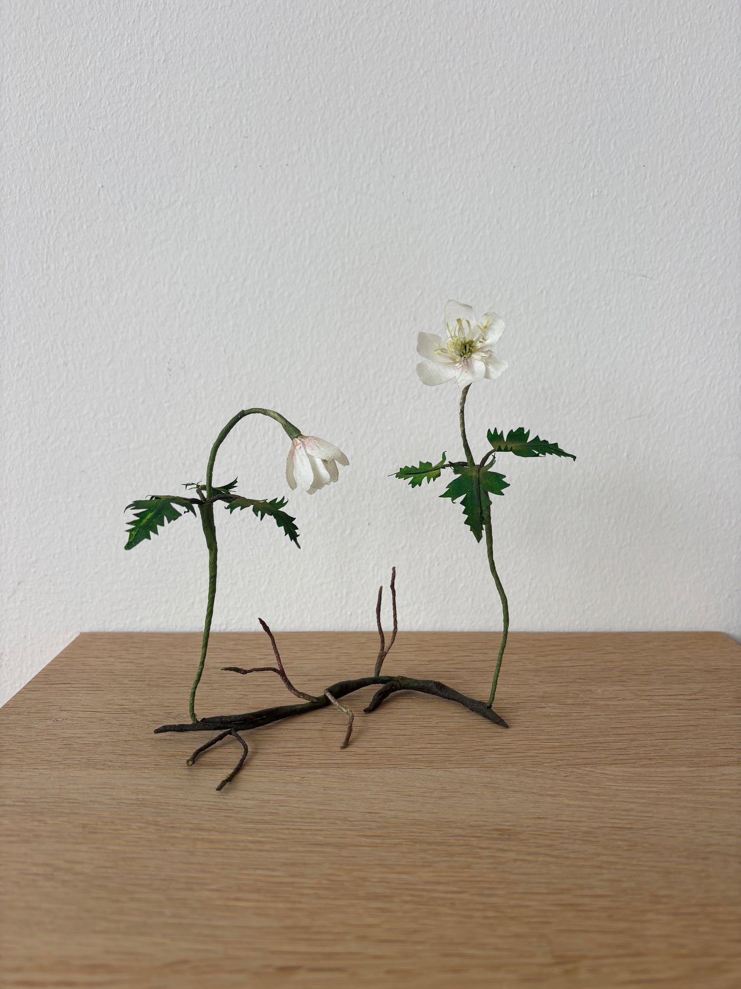 Anemone