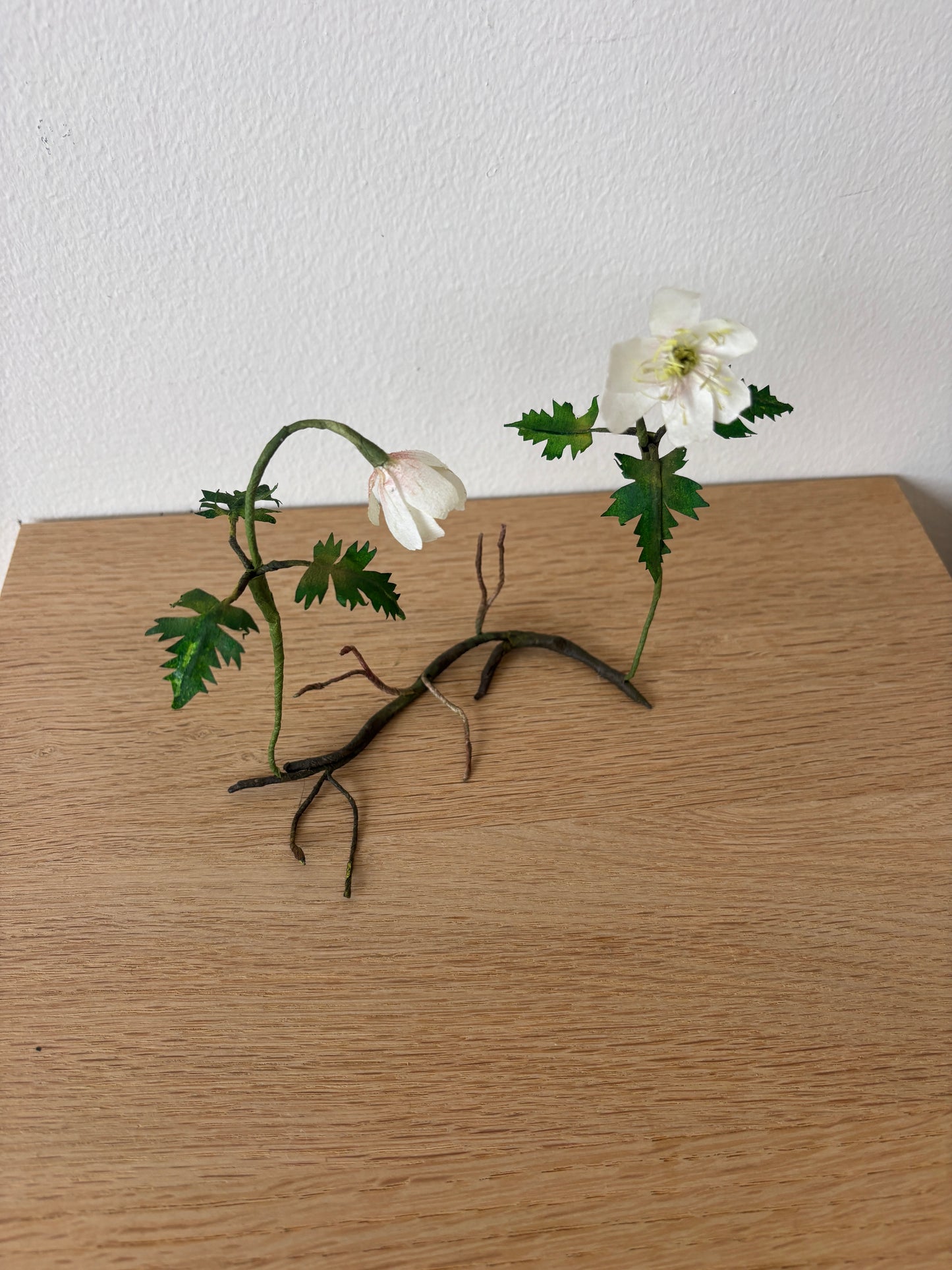 Anemone