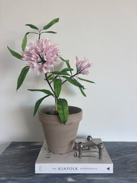 Rhodendendron