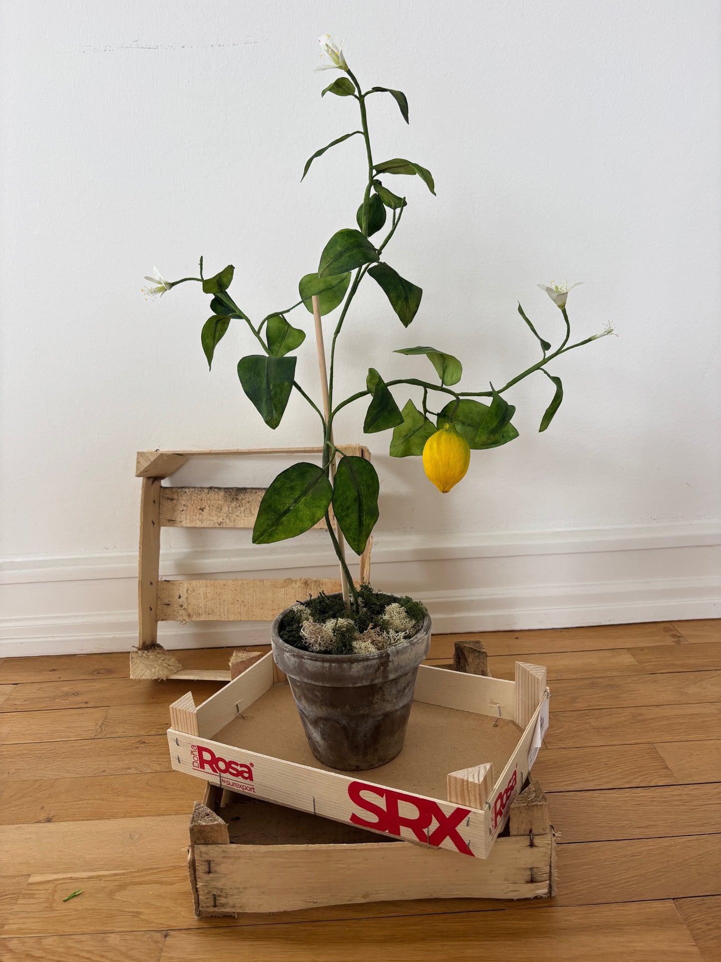 Citrontræ