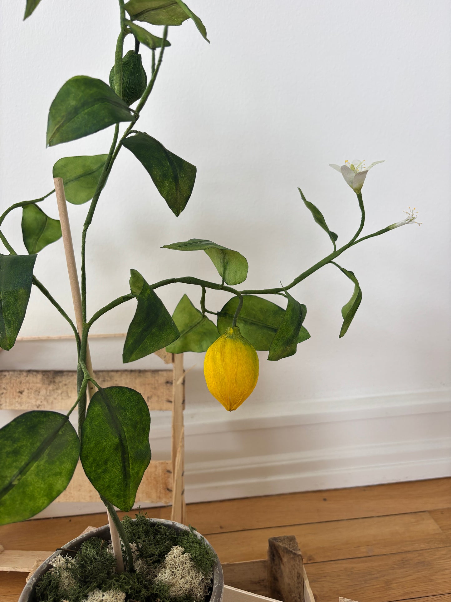 Citrontræ