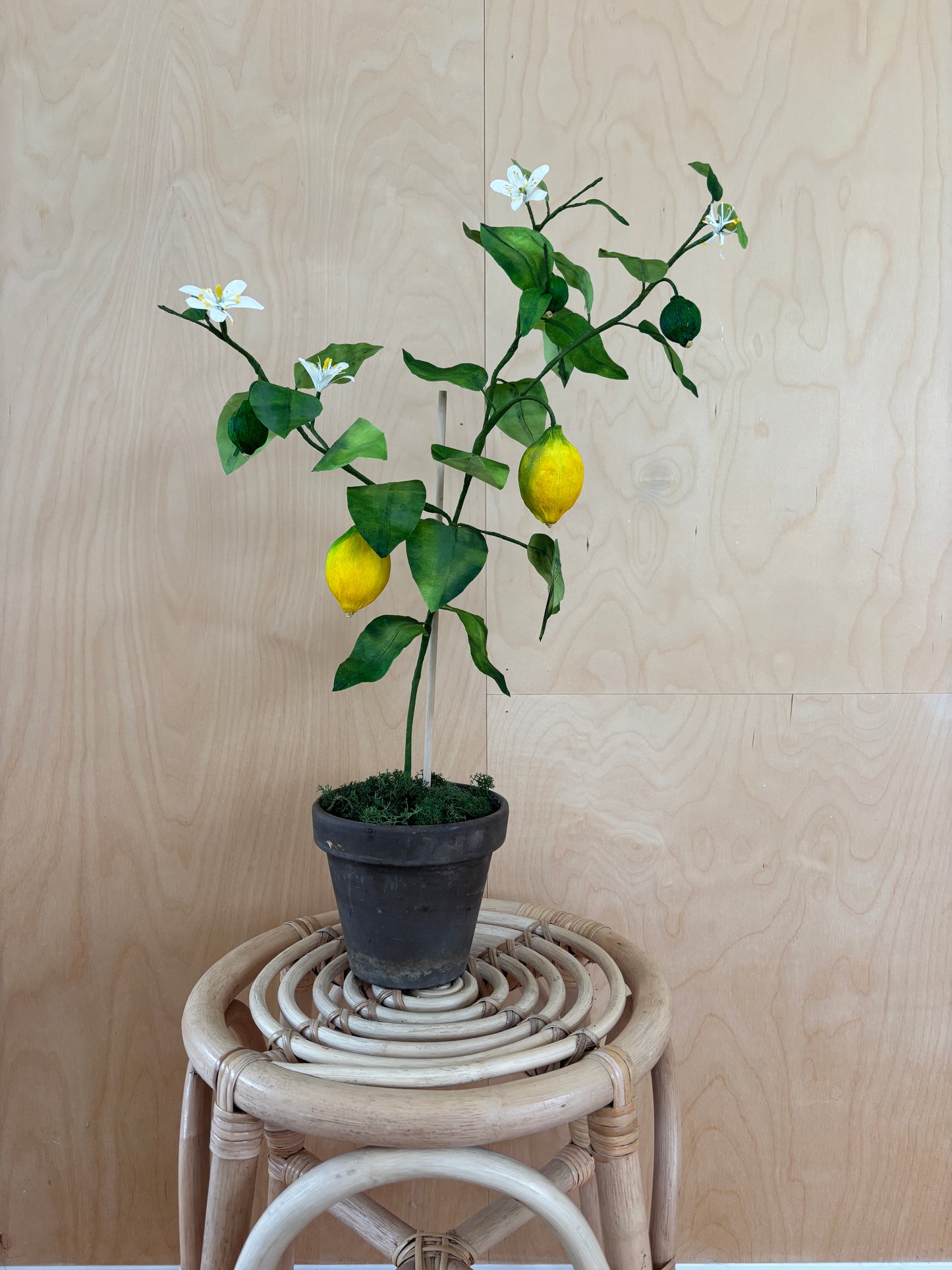Citrontræ