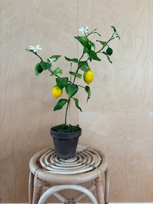 Citrontræ