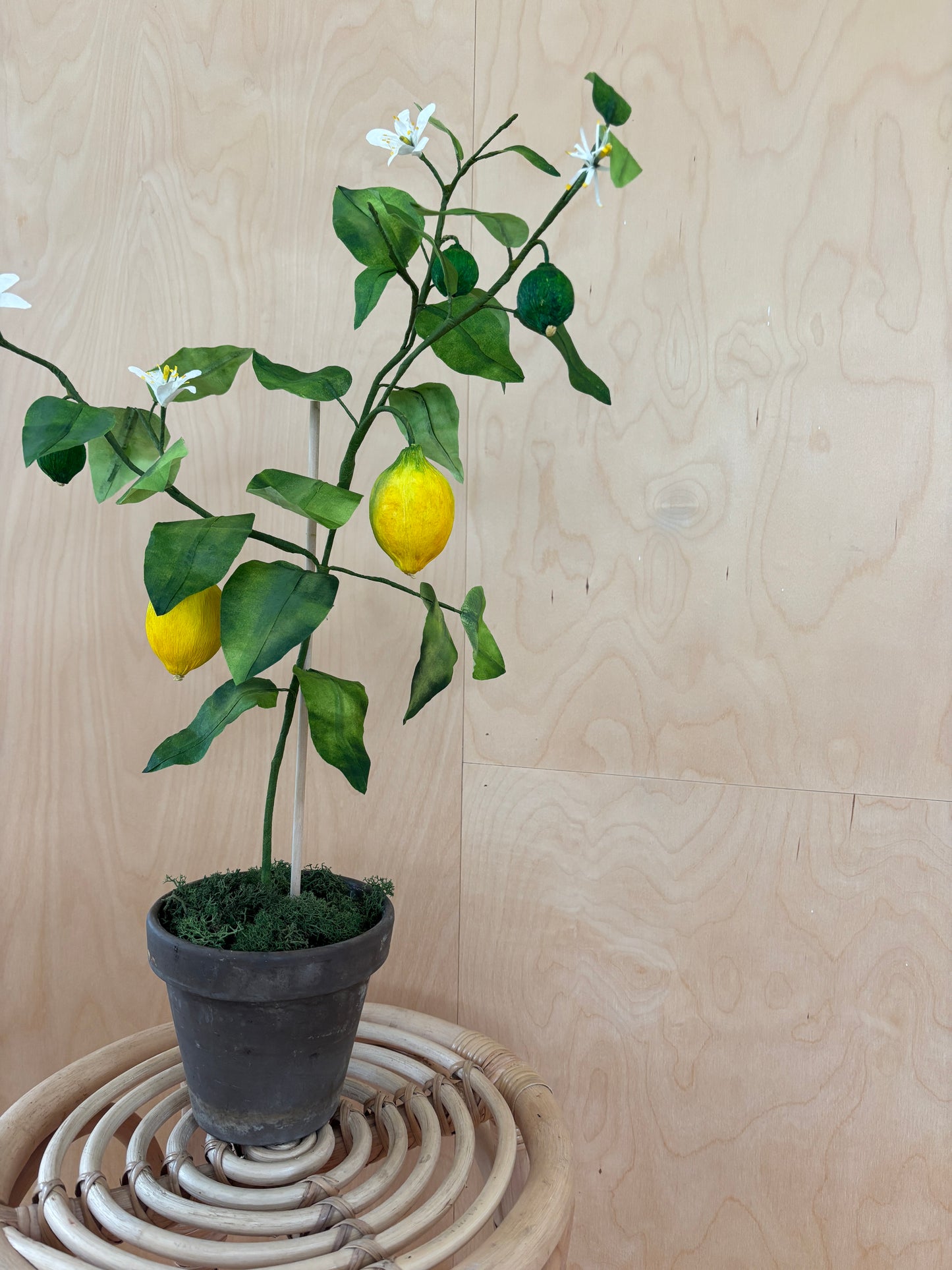 Citrontræ