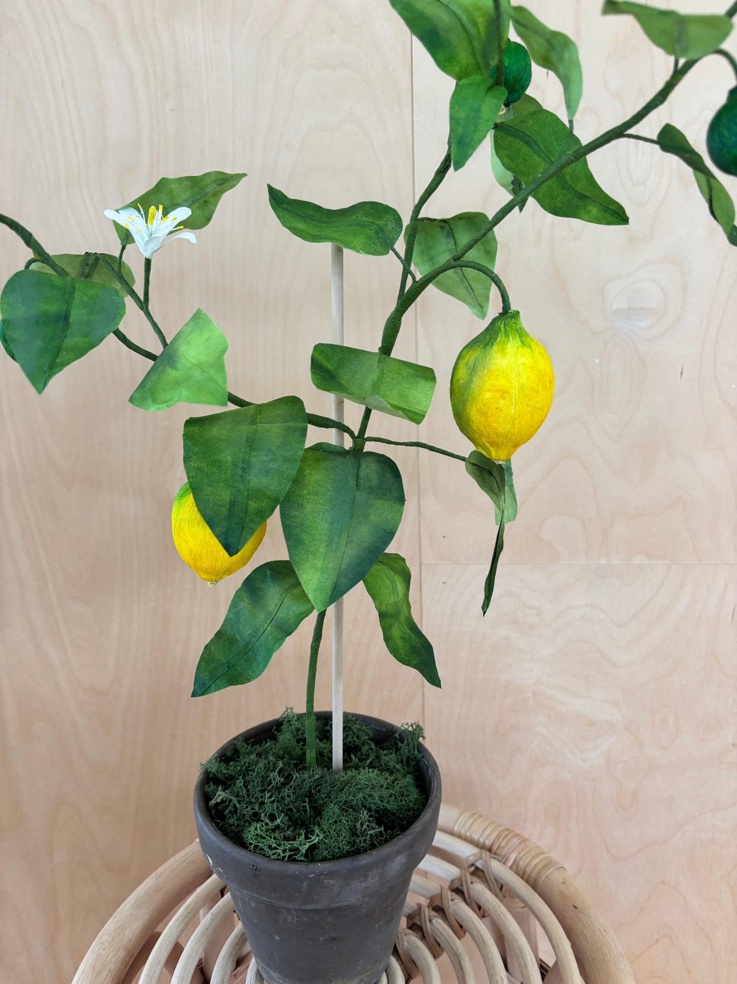 Citrontræ