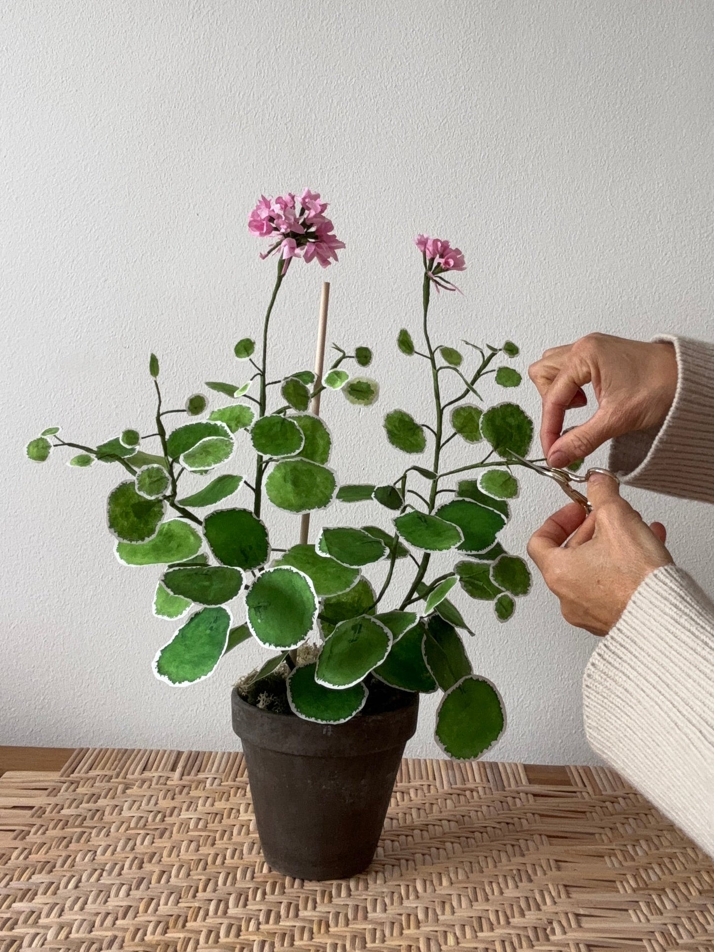 Pelargonie