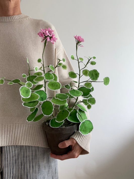 Pelargonie