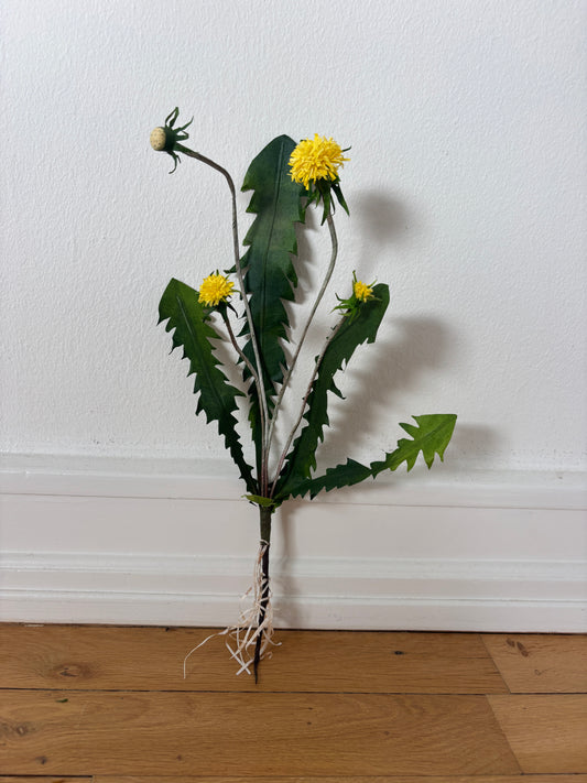 Mælkebøtte