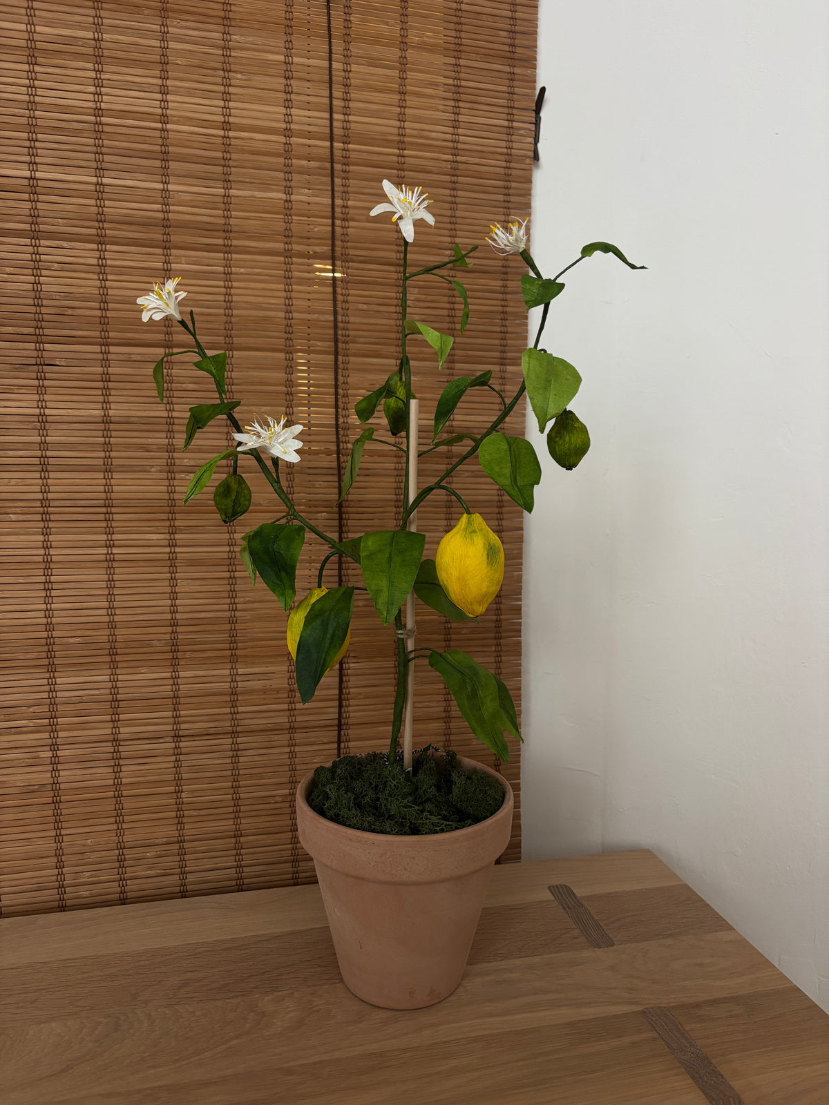 Citrontræ