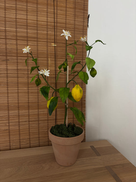 Citrontræ