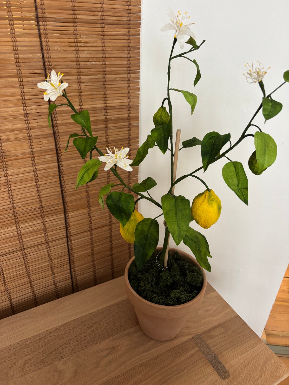 Citrontræ