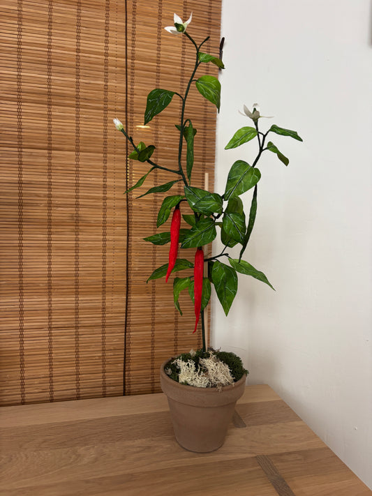 Chiliplante