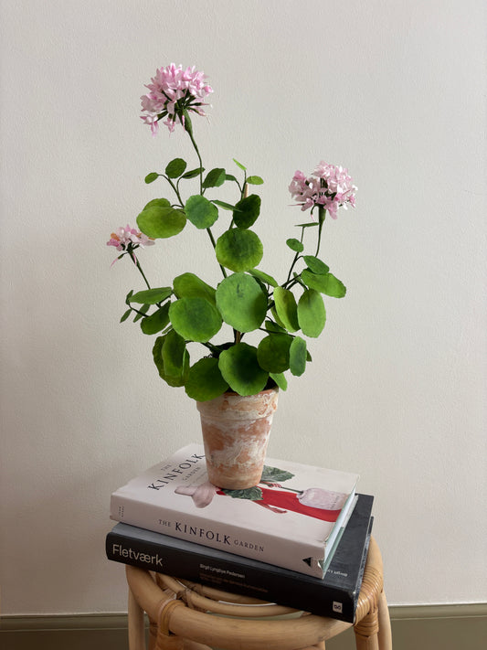 Pelargonie