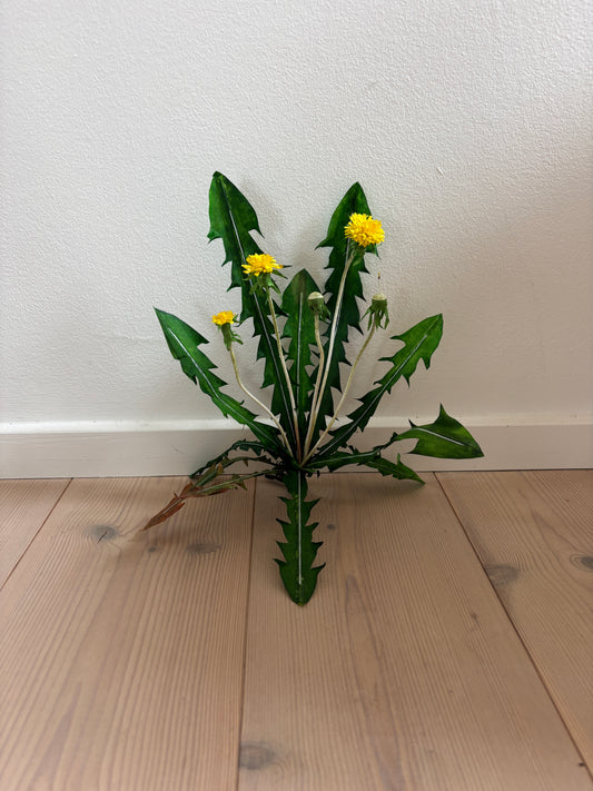 Mælkebøtte