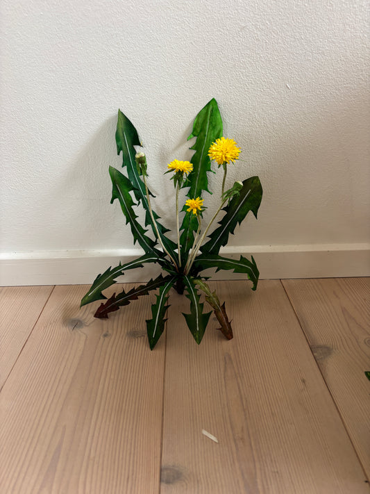 Mælkebøtte