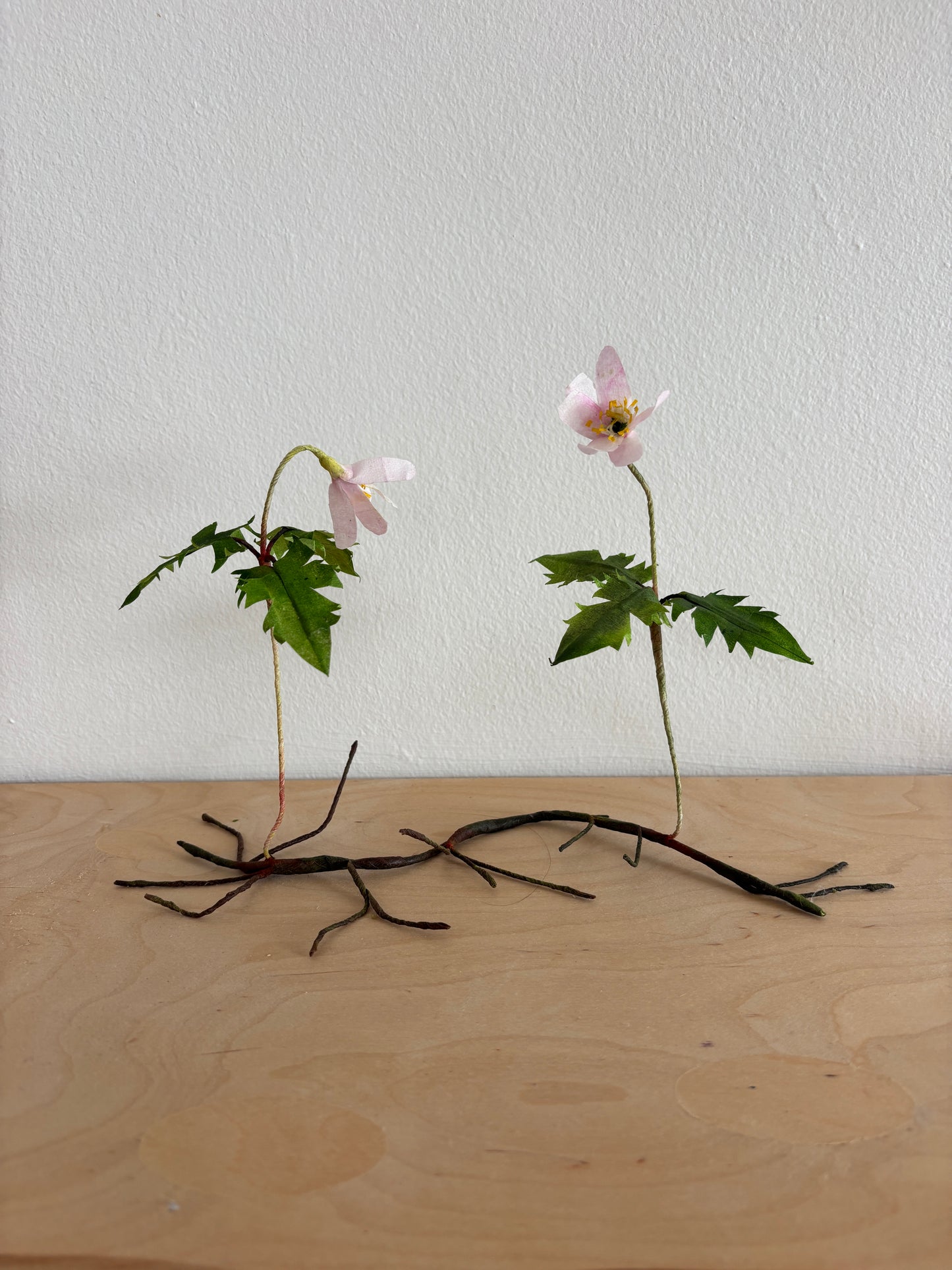 Anemone