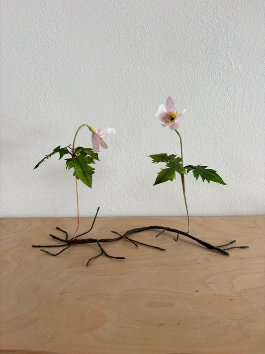 Anemone