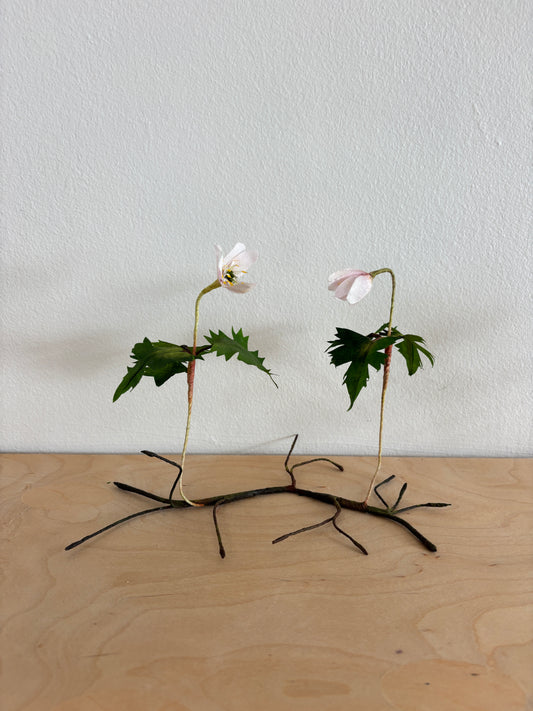 Anemone