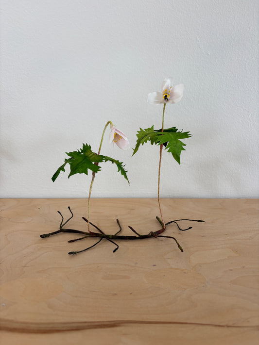 Anemone