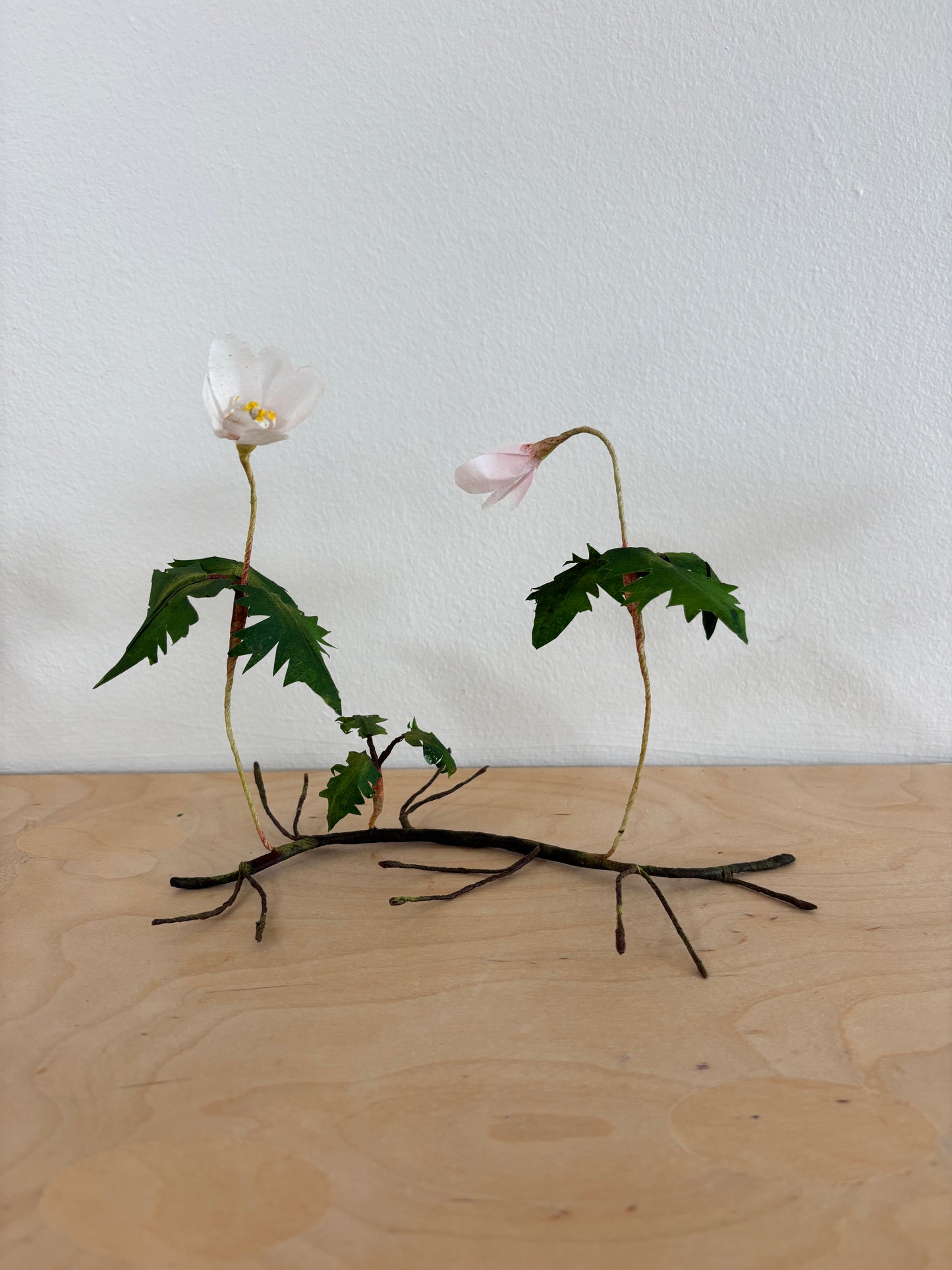 Anemone