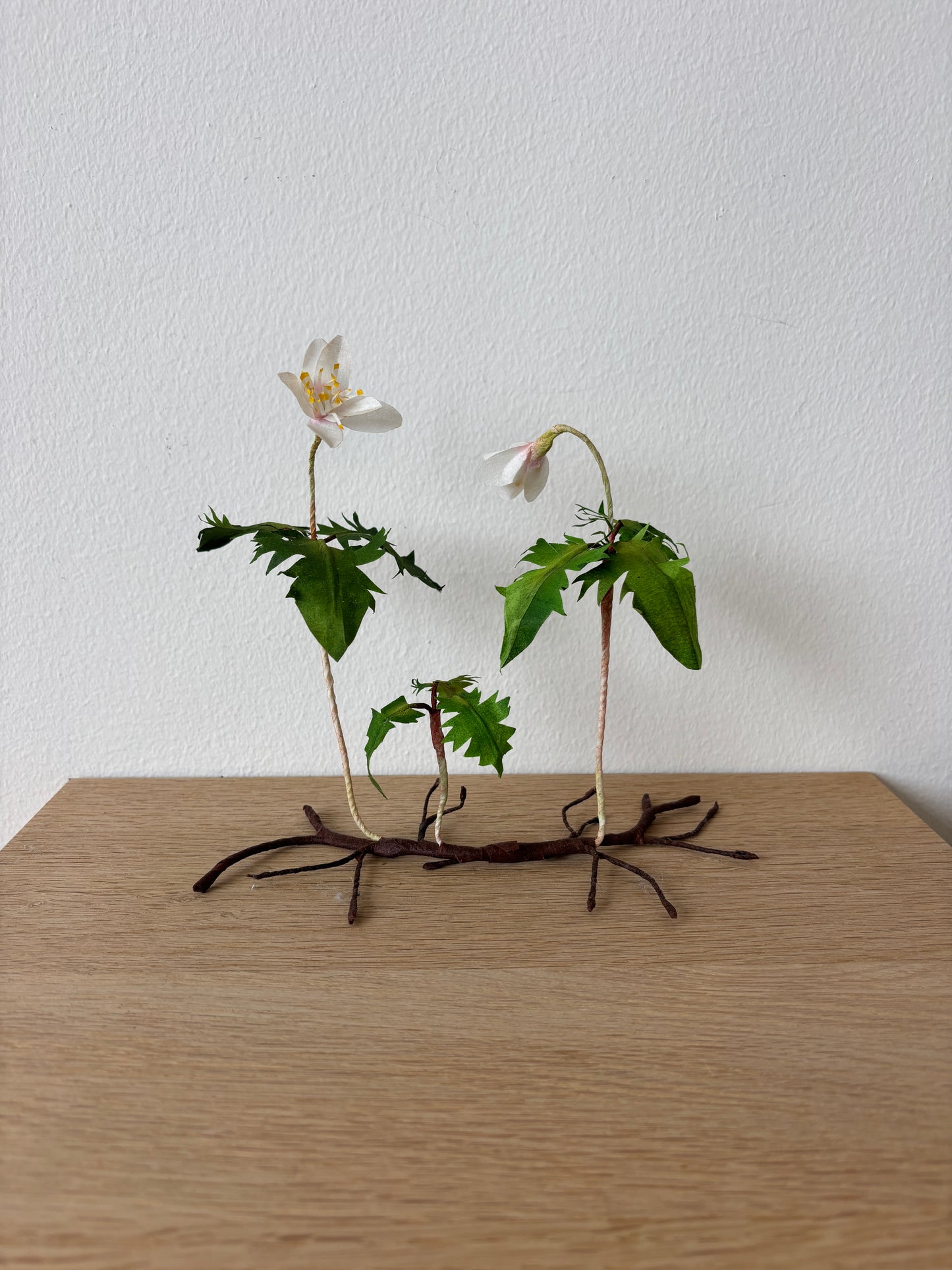 Anemone