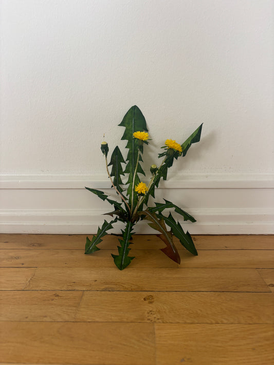 Mælkebøtte