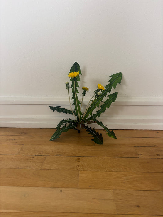Mælkebøtte
