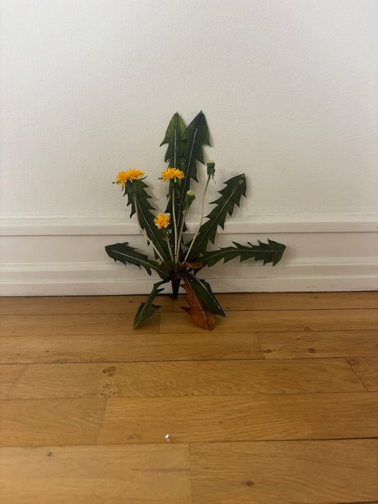 Mælkebøtte