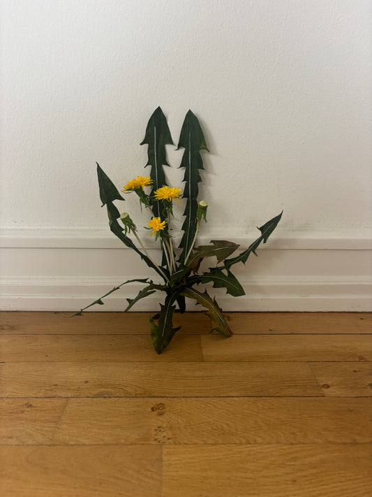 Mælkebøtte