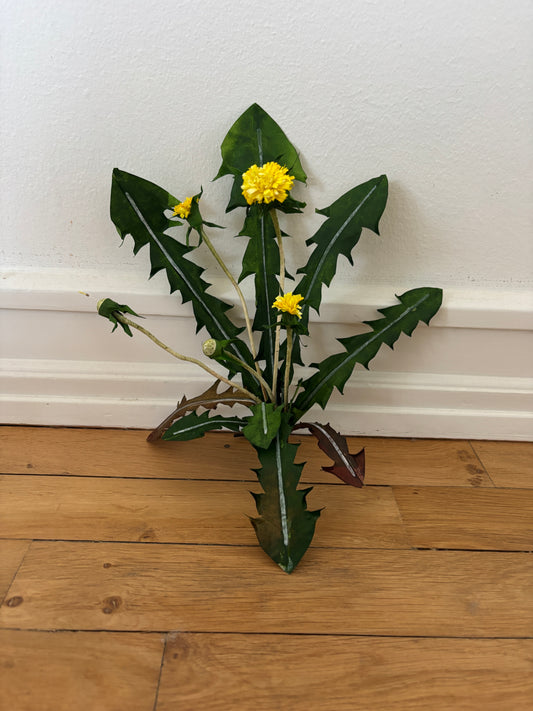 Mælkebøtte