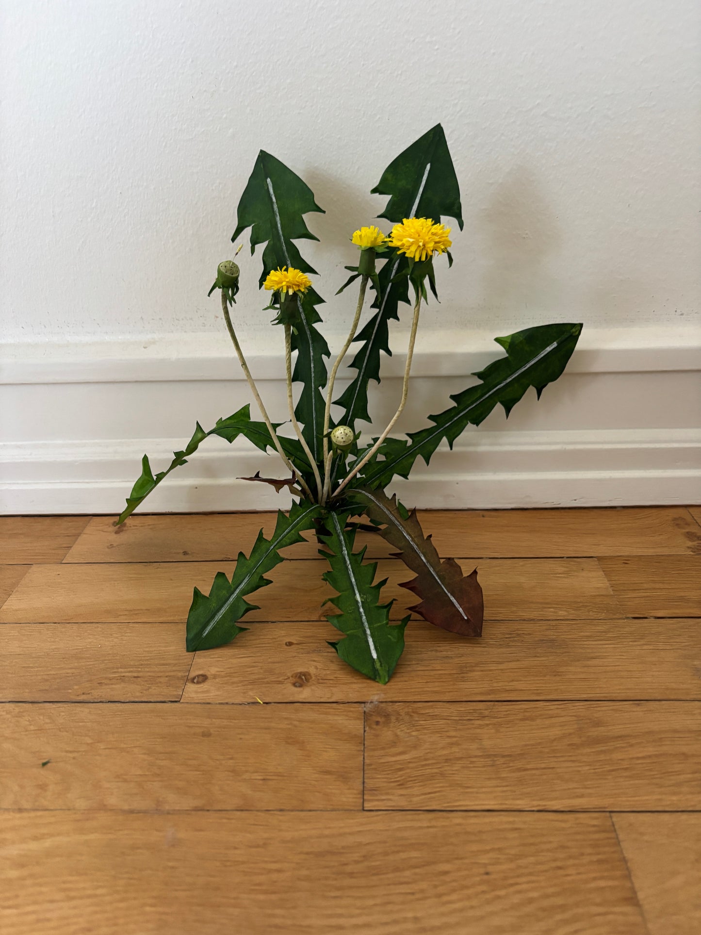 Mælkebøtte