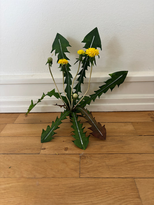 Mælkebøtte
