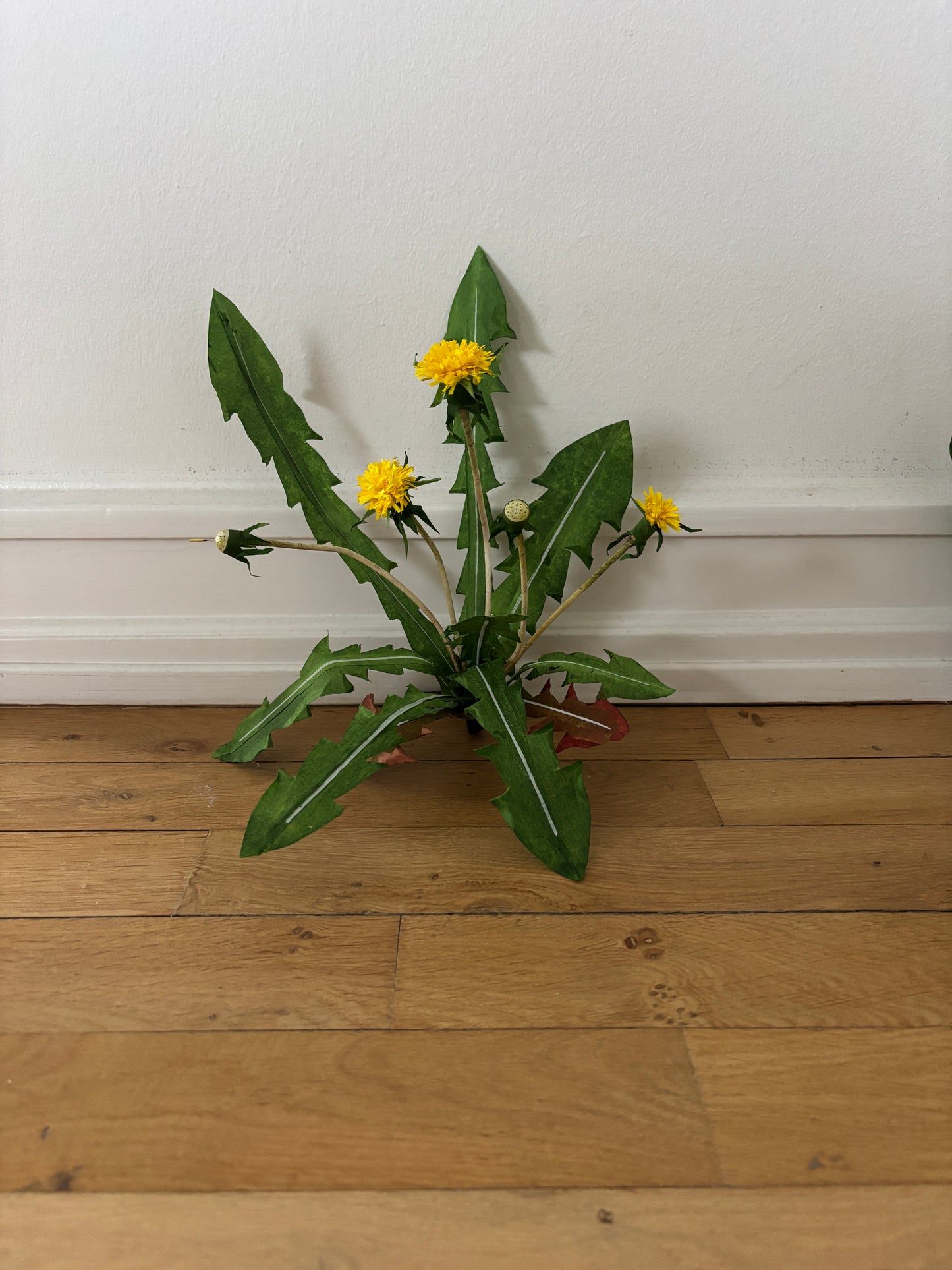 Mælkebøtte
