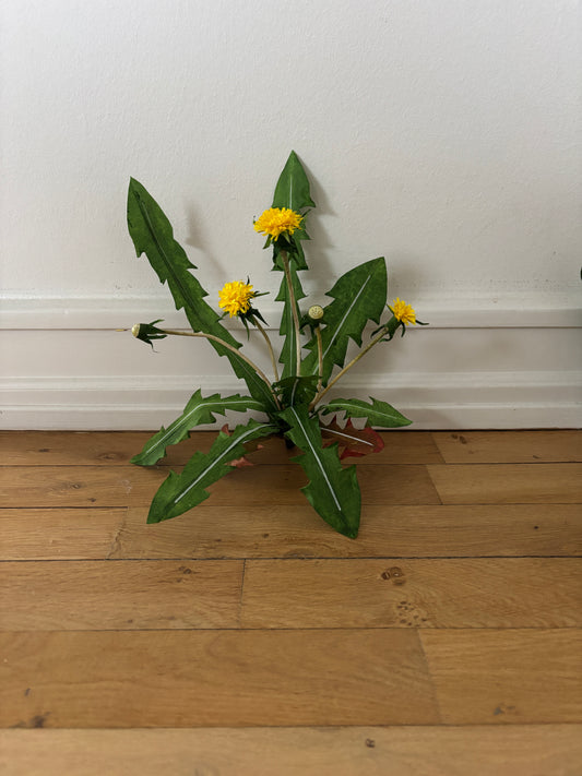 Mælkebøtte