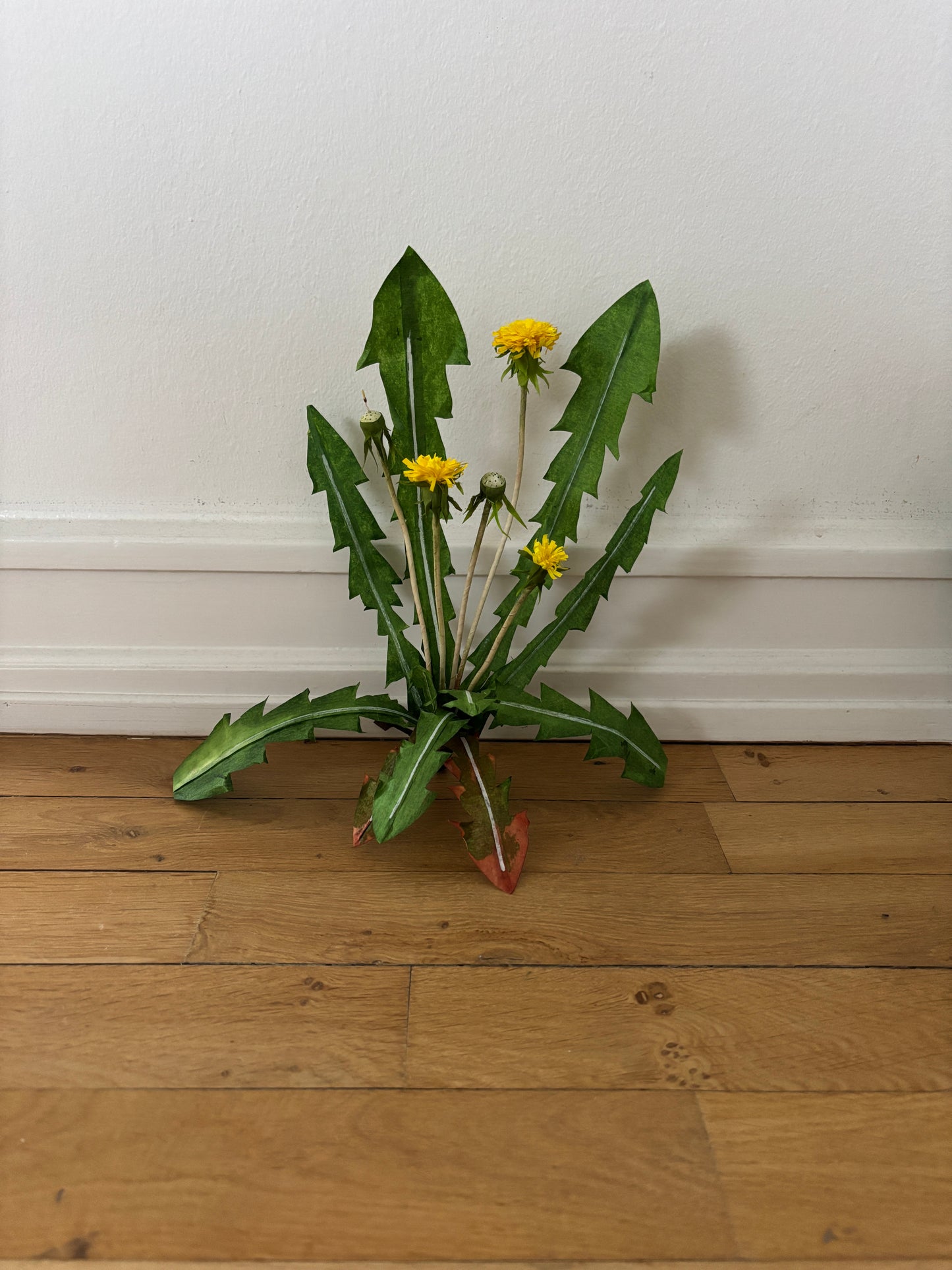 Mælkebøtte