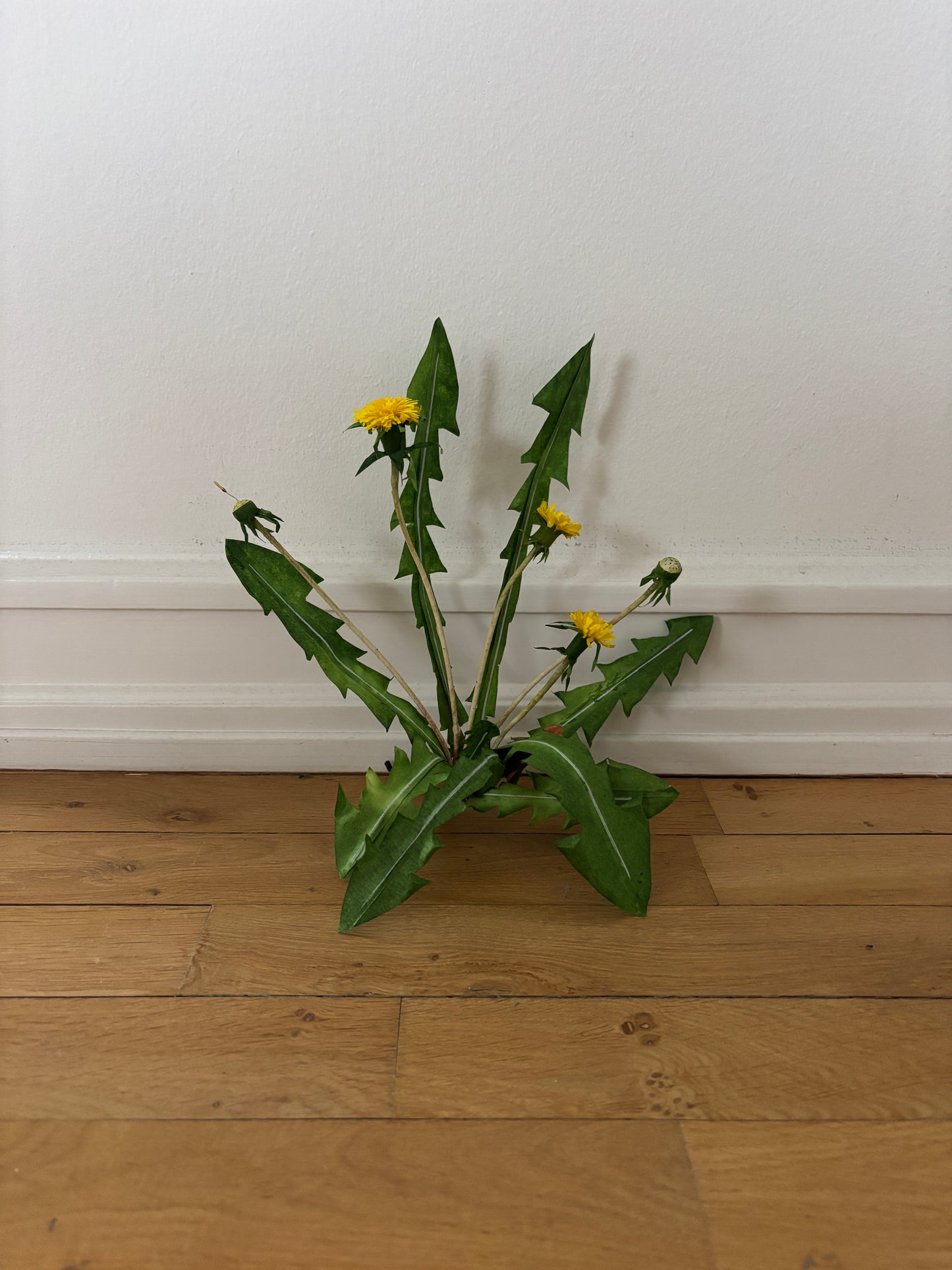 Mælkebøtte