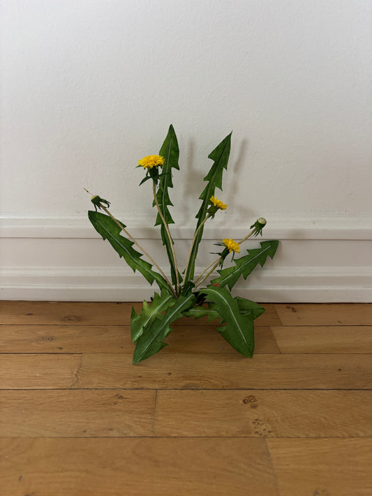 Mælkebøtte