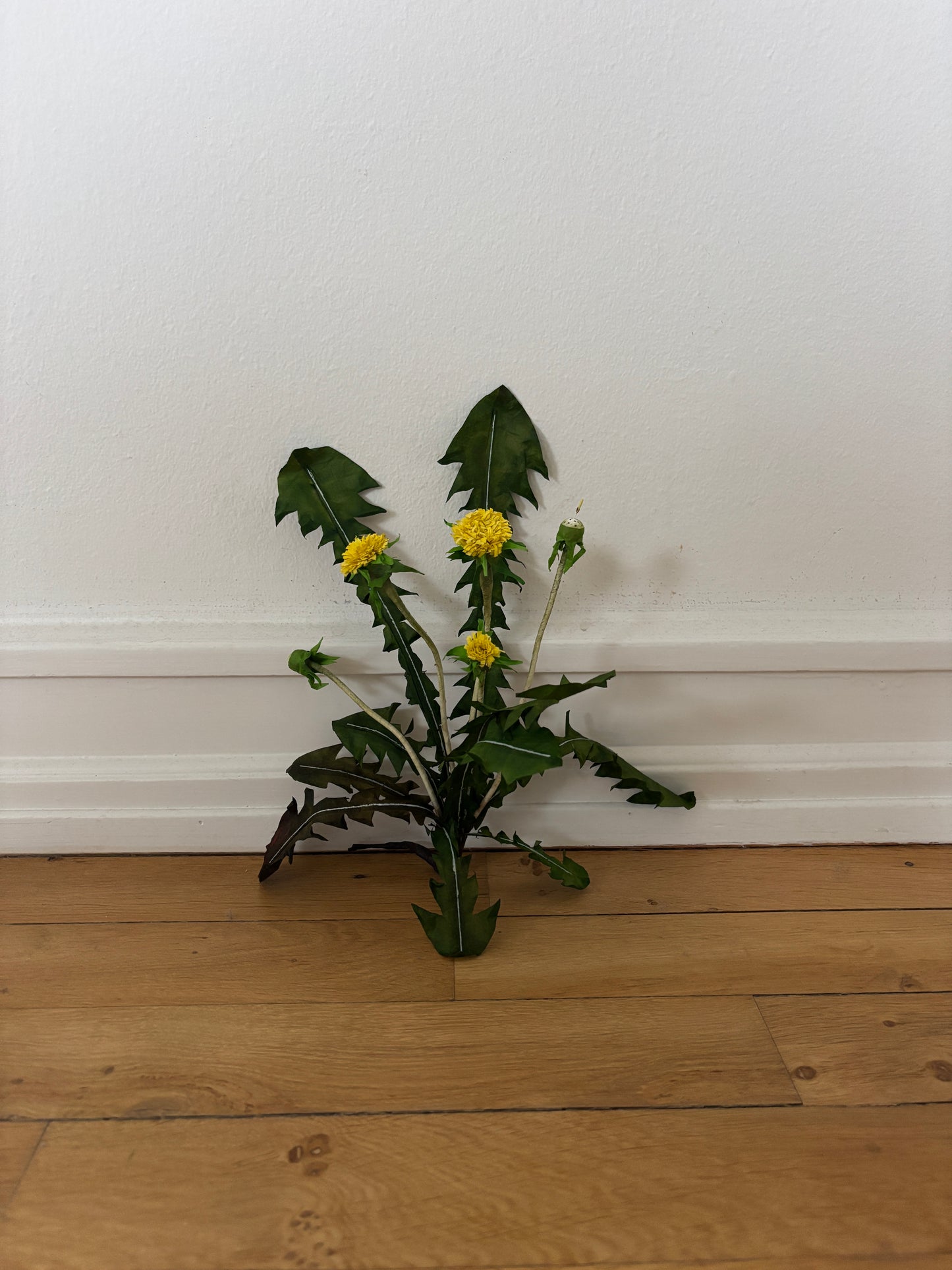 Mælkebøtte