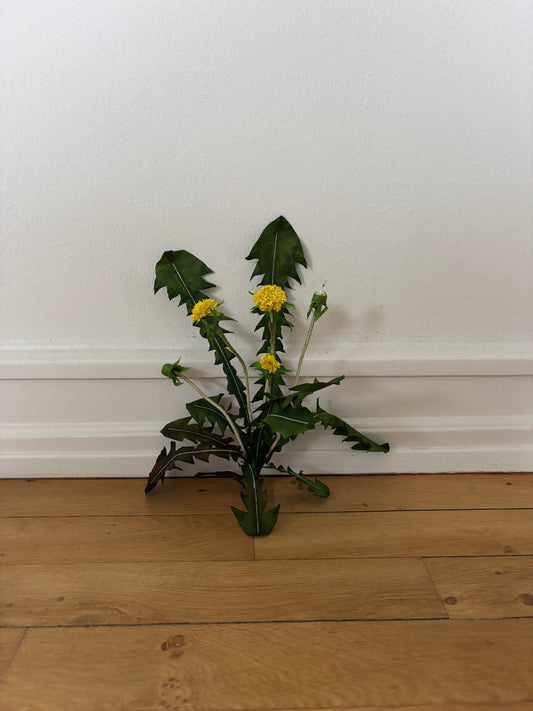 Mælkebøtte