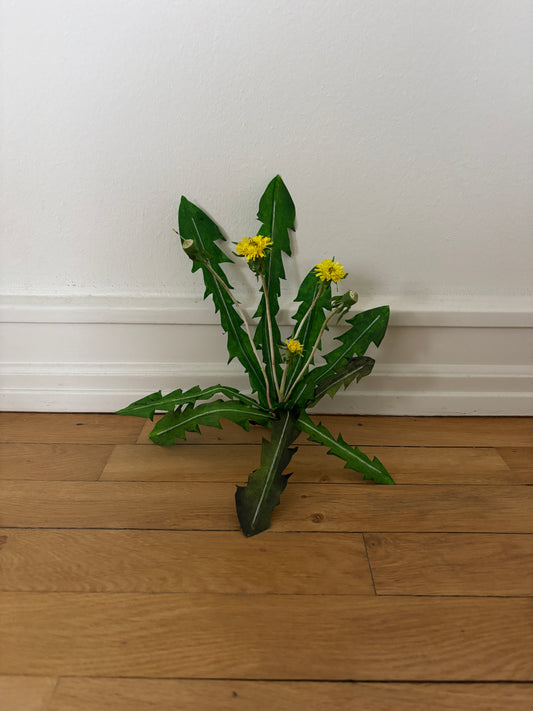 Mælkebøtte